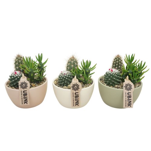 Кактус Cactus Beplant In Pastel Schaaltje 25/14 (Н)