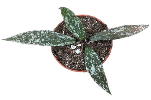 Хойя Лакуноса Лаос Hoya Lacunosa Laos 2/6 (Н)