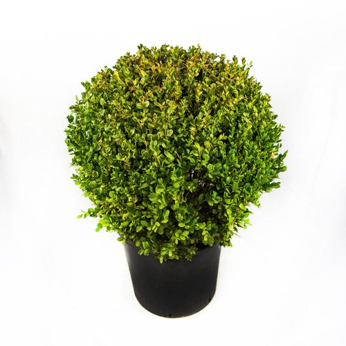Самшит мелколистный ШАР Buxus microphylla Faulkner PALLA с25 45/50 (И)