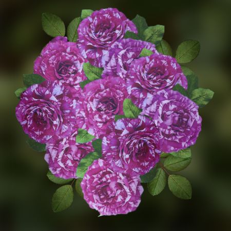 Роза флорибунда Перпл Тайгер коробка 1шт (двухлетка) Волжский Сад