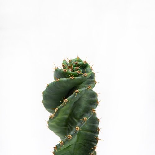 Кактус Cereus Peruvianus Tortuosus 28/10,5 (Н)