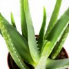 Алоэ Вера Aloe Vera 60/17