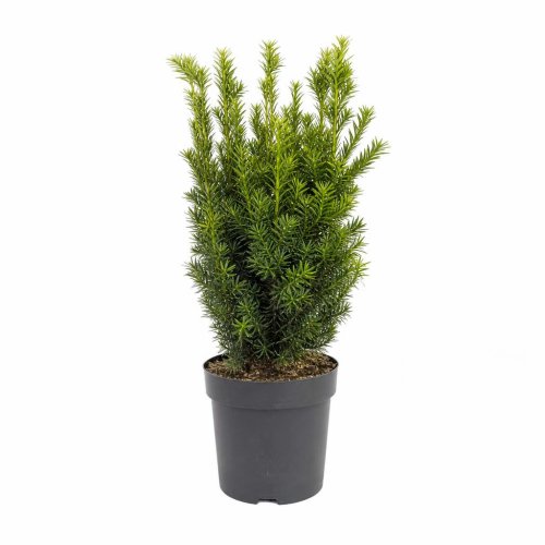 Тис средний Taxus media Groenland р9 (H)