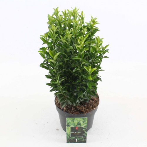 Бересклет японский мелколистный Pulchellus с10 Euonymus japonicus microphyllus(И)