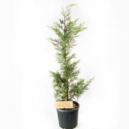 Кипарис аризонский с15 100/120 Cupressus arizonica (И)