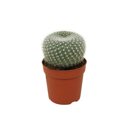 Кактус Бразили Хазельберга Brasilicactus haselbergii 10/7(Н)