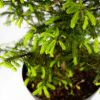 Ель обыкновенная Picea abies ком (мешковина) в контейнере 60/80