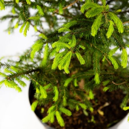 Ель обыкновенная Picea abies ком (мешковина) в контейнере 60/80