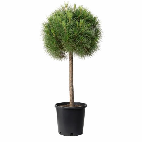 Сосна черная Pinus nigra Marie Bregeon ШТАМБ с5/7,5 Ра 40