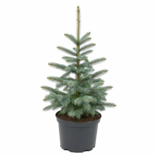 Ель колючая Picea Pungens Oldenburg с45 100/125 (И)