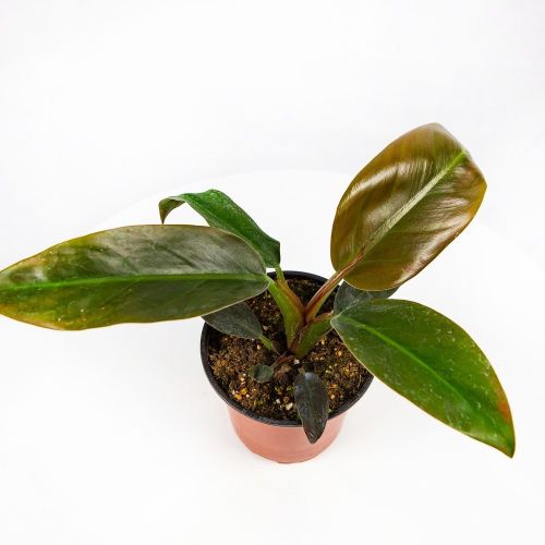 Филодендрон кустовой Philodendron bush Imperial Red р13