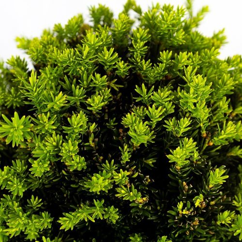 Тис ягодный ШАР с20 d30/35 Taxus baccata PALLA (И)