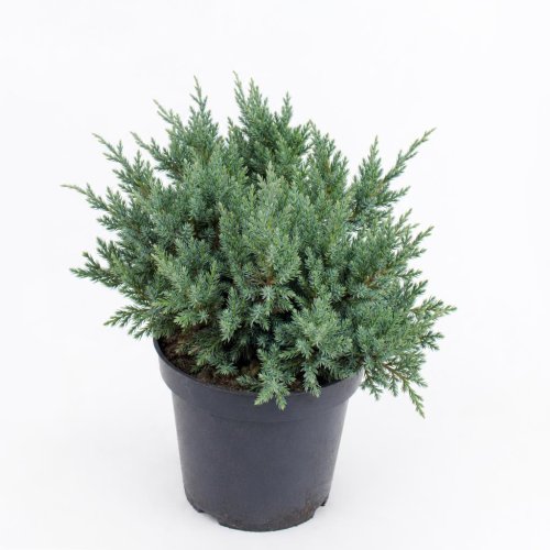 Можжевельник чешуйчатый Блю стар Juniperus squamata Blue Star с3 (Дин)
