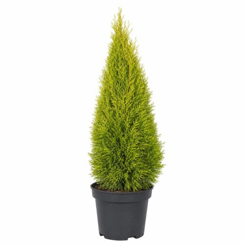 Туя западная Thuja occidentalis Golden Smaragd с2