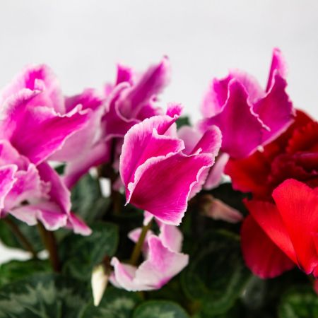 Цикламен микс Cyclamen mix р13