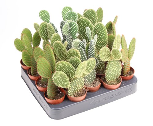 Опунция Opuntia микс 10/8,5 (Н)