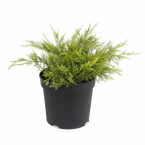 Можжевельник средний Pfitzeriana King of Spring СК с6/10 (Дин)