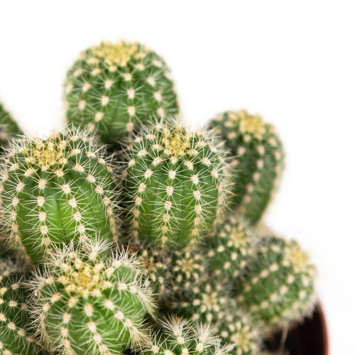 Кактус Трихоцереус Хуаска Cactus Trichocereus Huascha 20/13 (Н)