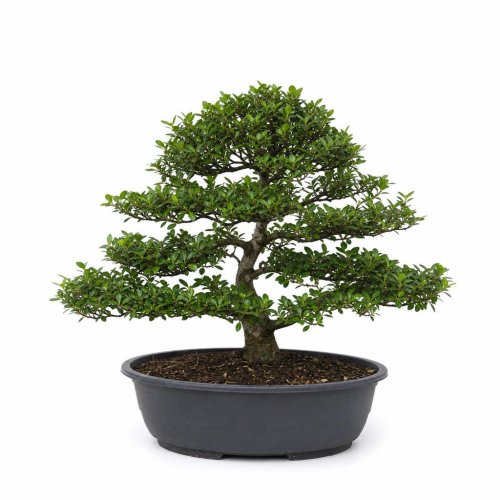 Падуб городчатый БОНСАЙ Чаша с50 80/100 Ilex crenata Kinme BONSAI (И)