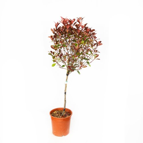 Фотиния Фразера Carre Rouge 1/2 ШТАМБ с18 Photinia Fraseri MEZZO FUSTO