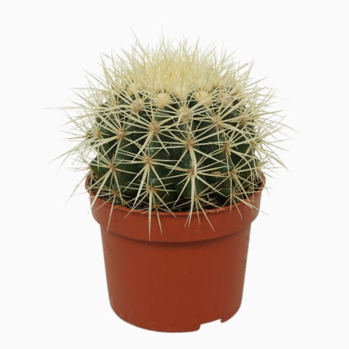 Эхинокактус Грузона Echinocactus grusonii 12/10,5 (Н)