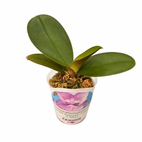 Фаленопсис Phalaenopsis Спиннер PF 5084-1 (И70)