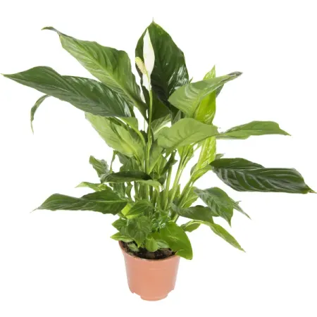 Спатифиллум Верди Spathiphyllum Verdi 75/17 — комнатное растение купить ...