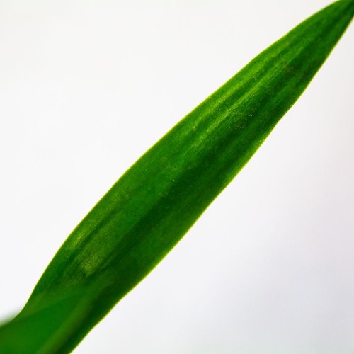 Юкка на штамбе 20 см 2+ Yucca 20cm Stem 2+ 45/11 (Н)