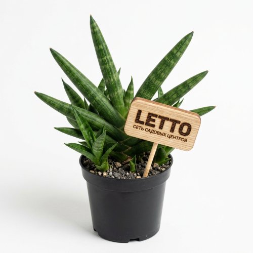 Сансевиерия двойная Бонцелленсис Sansevieria Double Boncellensis (decorum) 16/9 (Н)