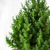 Можжевельник китайский Stricta с10