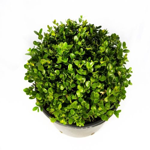 Самшит мелколистный ШАР с7/10 30/40 Buxus microphylla Faulkner PALLA (И)