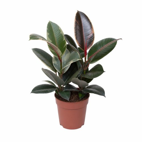 Фикус Эластика микс Ficus elastica mix р15