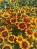 Рудбекия Rudbeckia р17