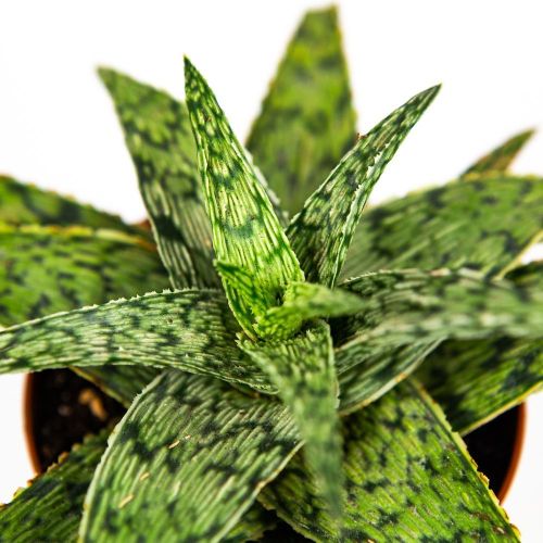 Алоэ микс Aloe mix 12/8,5