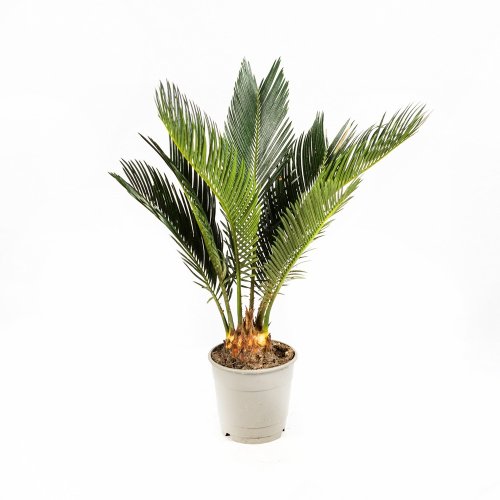 Саговник поникающий Cycas revoluta 40/12