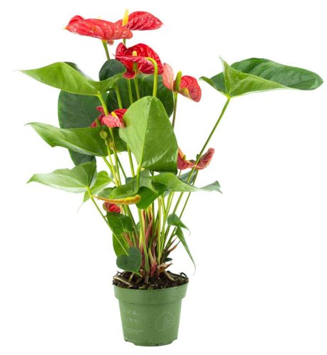 Антуриум микс Anthurium mix d15см