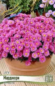 Астра Марджори Aster Marjorie I 1шт, капер, Колорлайн