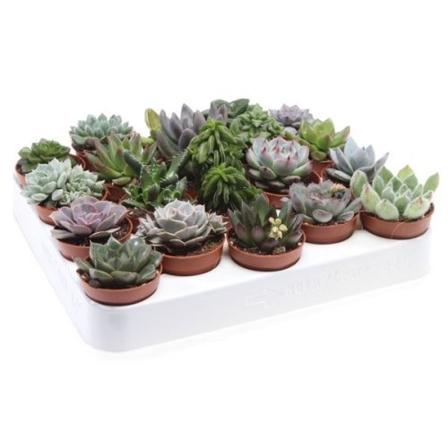 Суккулент микс Succulenten mix 10/5,5