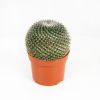 Маммиллярия Cactus Mammillaria Hahniana 15/12 (Н)