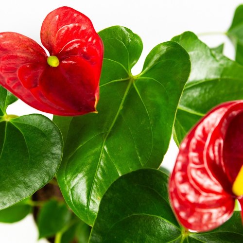 Антуриум Андре Джамбо Ред Anthurium andraeanum Jambo Red 5+ 60/14