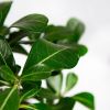 Адениум тучный Adenium Obesum Anouk 35/14 (Н)