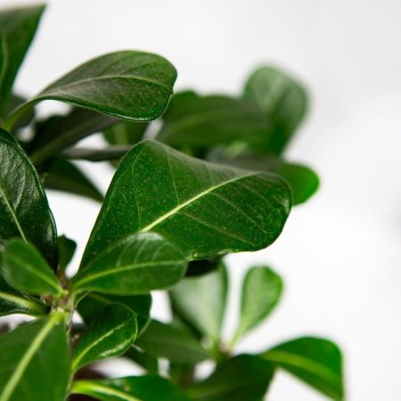 Адениум тучный Adenium Obesum Anouk 35/14 (Н)