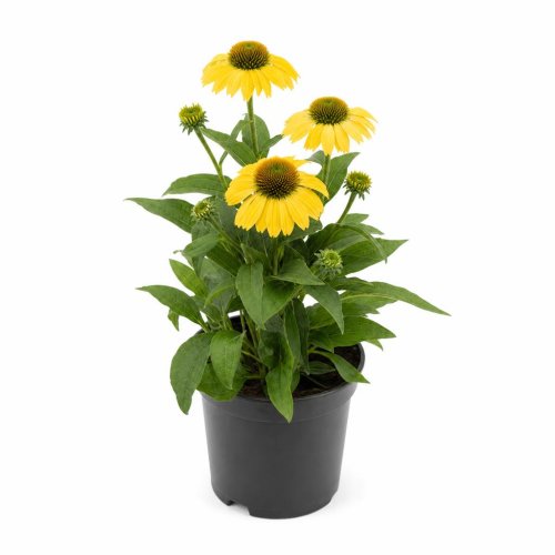 Эхинацея Mellow Yellow с2