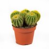 Нотокактус микс Notocactus 20/13