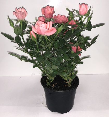 Роза Кордана микс Rosa Koranda mix 30/11