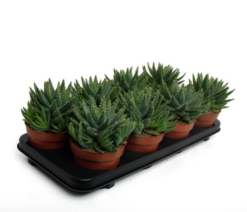 Алоэ коротколистное Aloe brevifolia 15/10