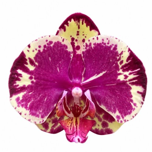 Фаленопсис Тиммс Phalaenopsis Timms (И82)