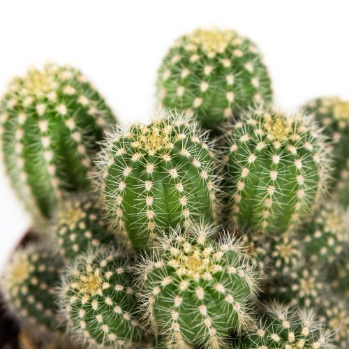 Кактус Трихоцереус Хуаска Cactus Trichocereus Huascha 20/13 (Н)