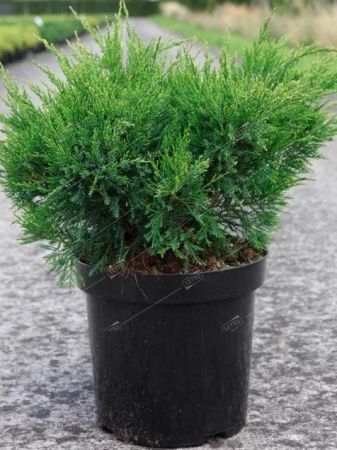 Можжевельник средний Пфитцериана Компакта Juniperus Pfitzeriana Compacta 2л/3л (ЗК)