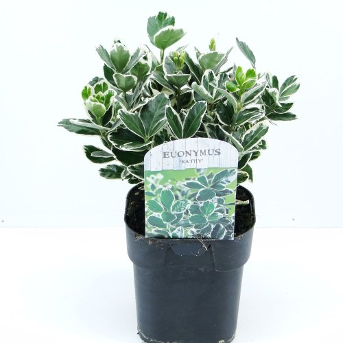 Бересклет японский Euonymus japonicus Kathy 20/17 (Н)